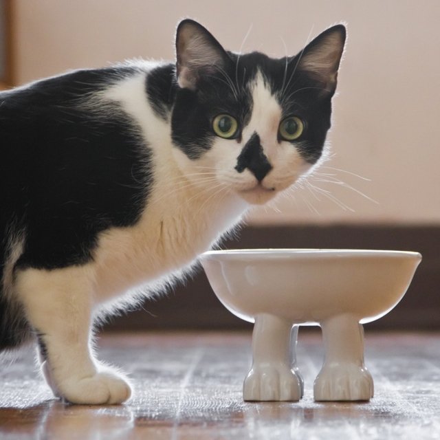 Cat Bowls by Dylan Kendall