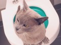 Litter Kwitter Cat Toilet Training