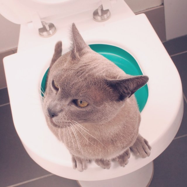 Litter Kwitter Cat Toilet Training