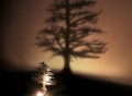 Lumen Tree Oil Lamp by Adam