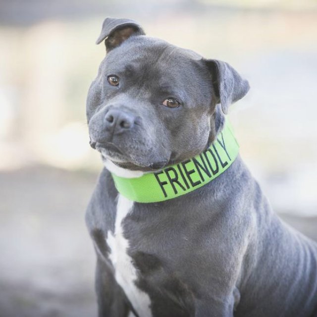 Color-Coded Dog Collars