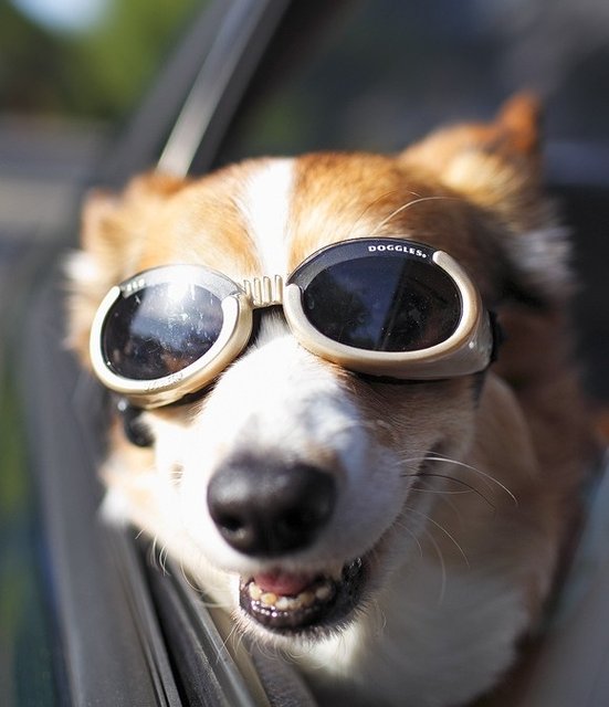 Doggles