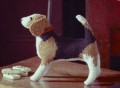 Knit Your Own Dog