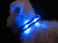 LED Lighted Dog Collars