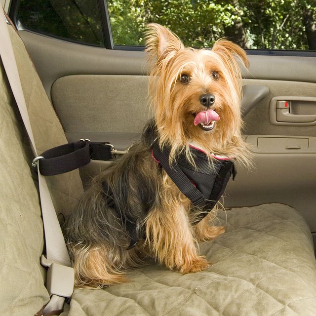 Pet Vehicle Safety Harness