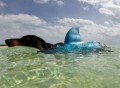 Shark Doggie Swim Vest