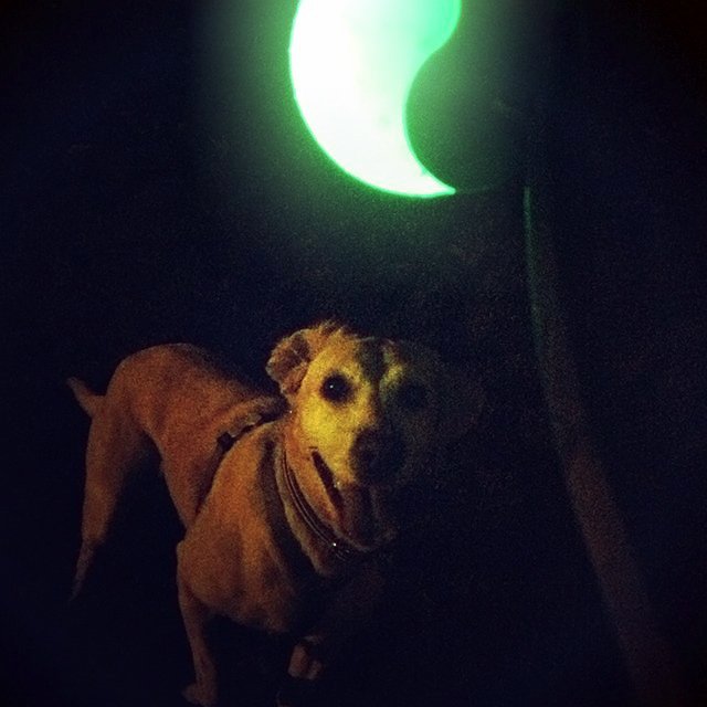 Meteorlight K-9 LED Ball