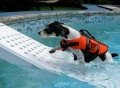 Skamper Pet Pool Escape Ramp
