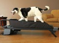 Canine Treadmill