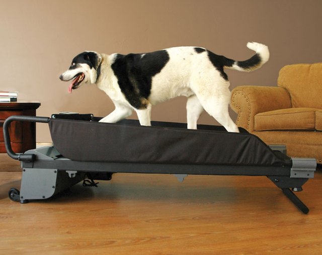 Canine Treadmill