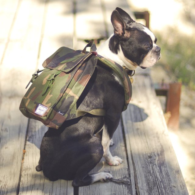 Survey Backpack by Herschel Supply Co USA » Petagadget