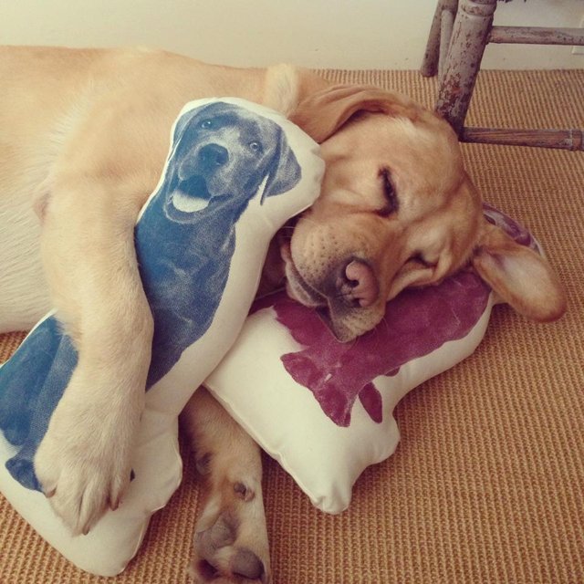 Fauna Labrador Pillow