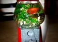 Gumball Machine Fishbowl