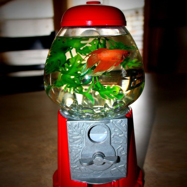 Gumball Machine Fishbowl