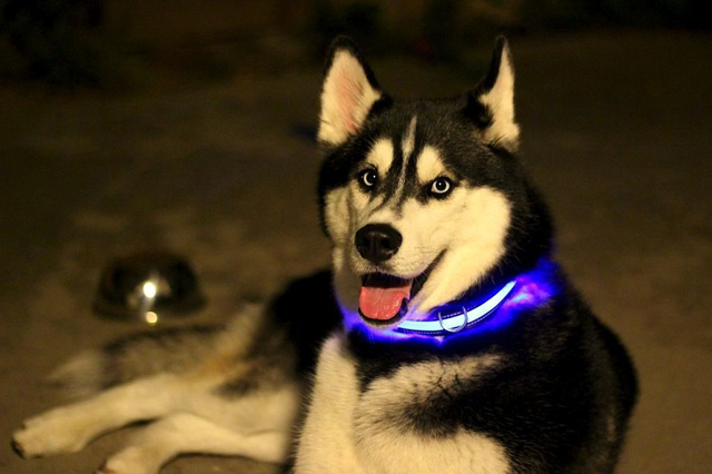Halo Mini LED Pet Collar