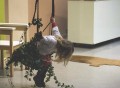 Swing with the Plants by Droog