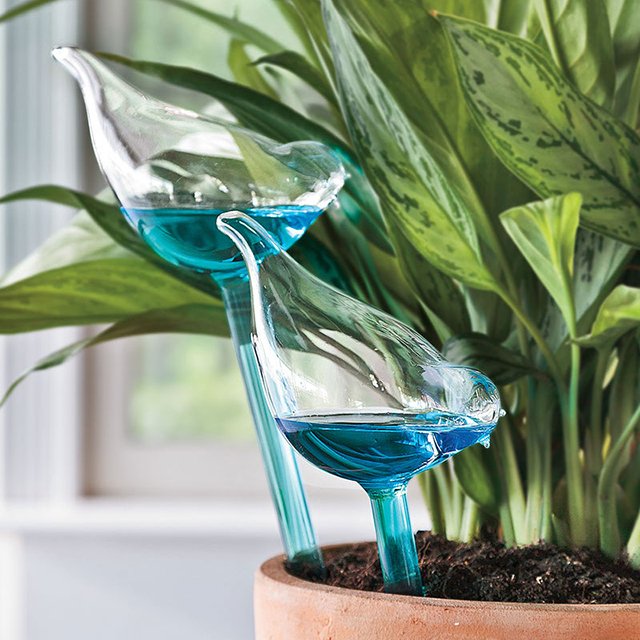 Bird Plant Waterer