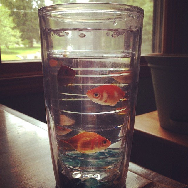 Goldfish Tumbler