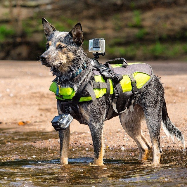 GoPro Fetch Dog Harness