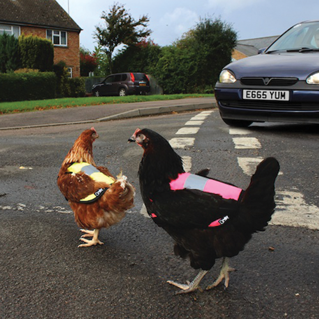 High-Vis Chicken Jacket