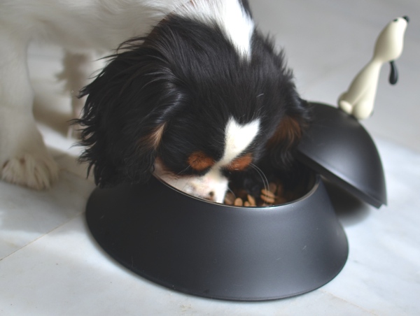 Lula Dog Bowl by Alessi