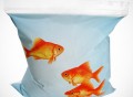 Goldfish Sandwich Bags