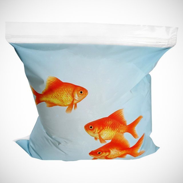 Goldfish Sandwich Bags