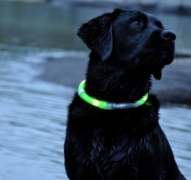 LED Dog Collar by Glowdoggie