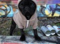 Flex Fleece Dog Zip Hoody