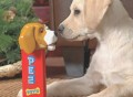 PEZ For Pets Treat Dispenser