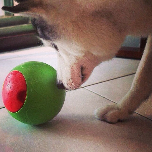 Foobler Puzzle Feeder for Dogs