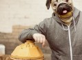 Pug Mask
