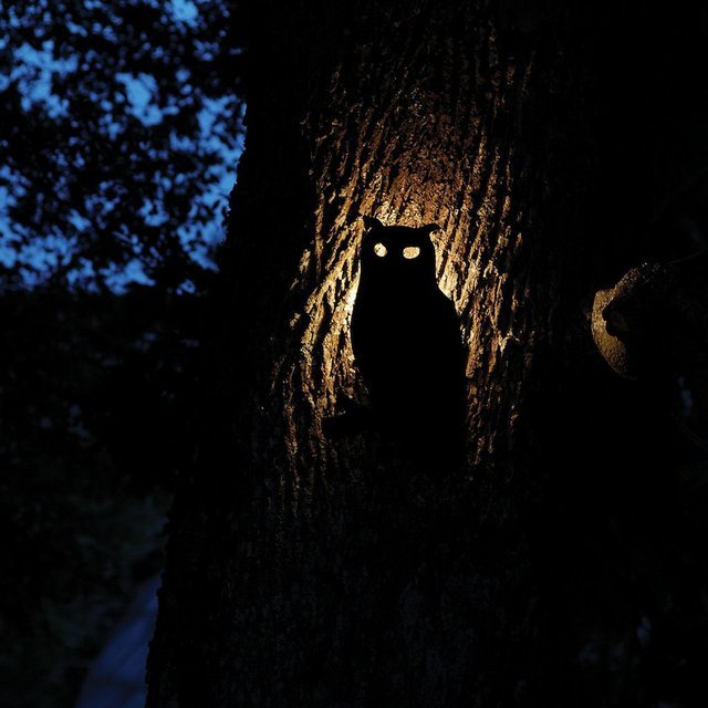 Eagle Owl Wall Lamp