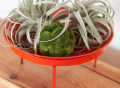 Orange Citrus Loft Mod Dish