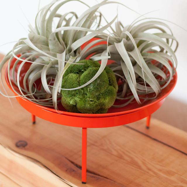 Orange Citrus Loft Mod Dish