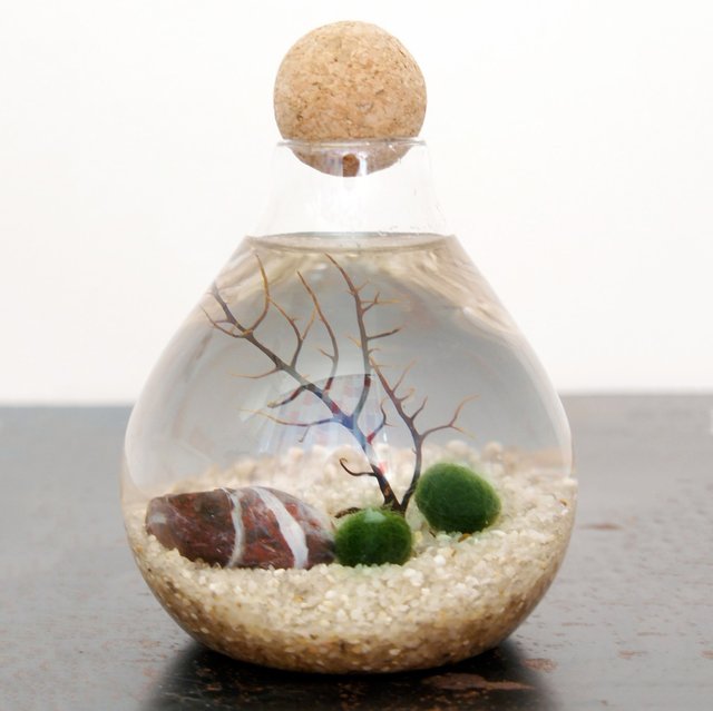Marimo Moss Ball Aquarium by Moss + Twig