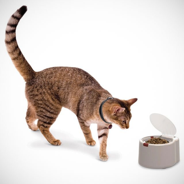 Microchip Activated Pet Feeder