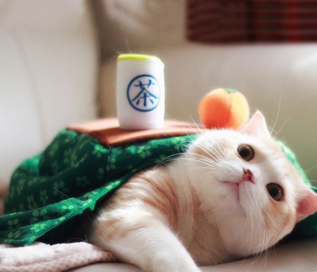 Kotatsu Cat Table Costume by Unihabitat