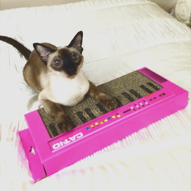Cat Keyboard Scratcher