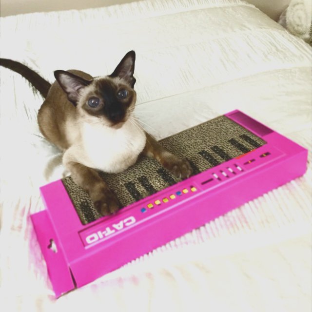 turntable cat scratcher