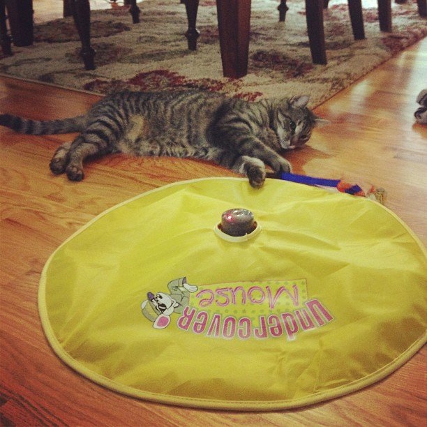 cat toy under blanket