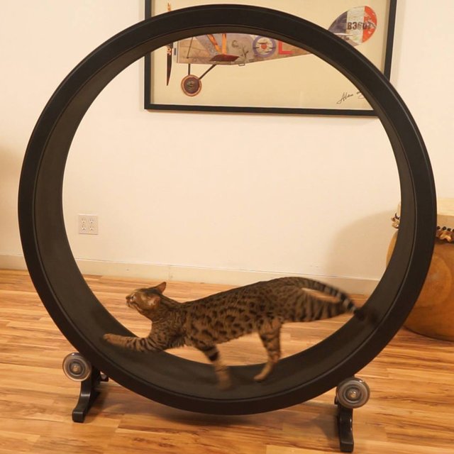 One Fast Cat Exercise Wheel