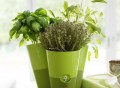 Smart Planter