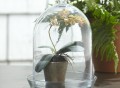 Glass Bell Jar Terrarium