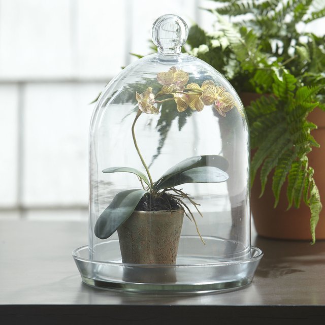 Glass Bell Jar Terrarium