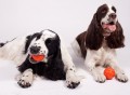 Liker Dog Ball Toy