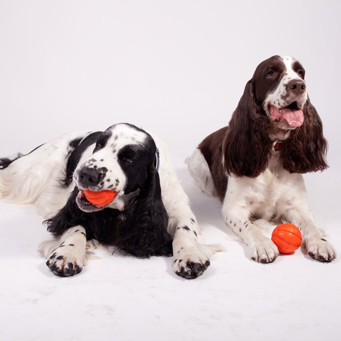 Liker Dog Ball Toy