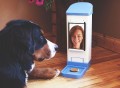 icPooch WiFi Treat Dispenser