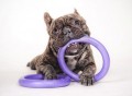 Puller Mini Interactive Dog Toy