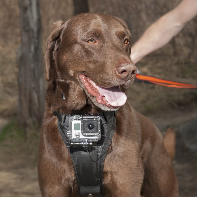 Action Camera Dog Harness